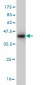 SUMF2 Antibody (monoclonal) (M02)